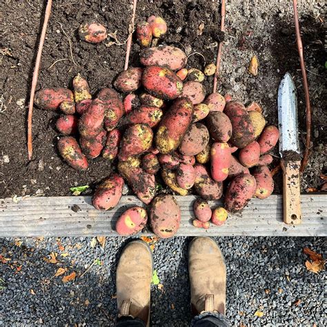 Potato Fertilizer: 7 Amazing Ways to Boost Your Potato Yields