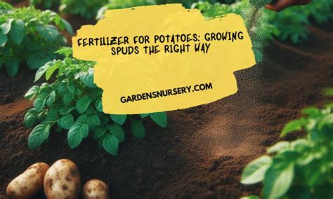 Potato Fertilizer: The Ultimate Guide to Growing Bountiful Spuds