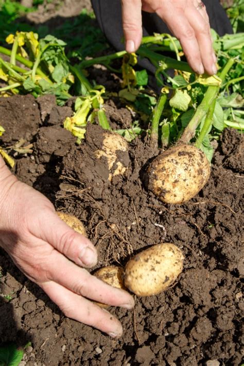 Potato Fertilizer: Unlock the Secret to Bountiful Harvests