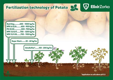 Potato Fertilizer Recommendations: 9 Proven Strategies for Maximum Yields