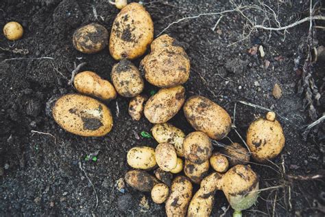 Potato Fertilizer for Bumper Harvests: A Comprehensive Guide with 10x Results