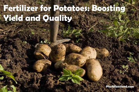 Potatoe Fertilizer: The Ultimate Guide to Boosting Your Potato Yield