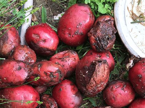 Potatoes: A Hidden Danger