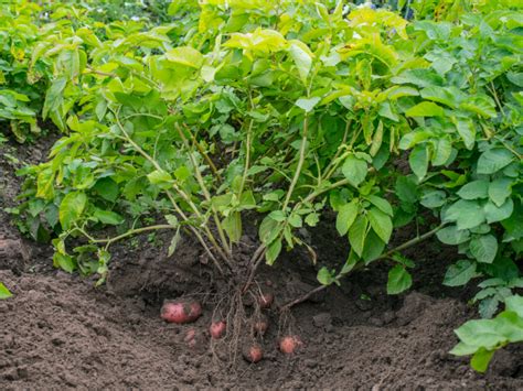 Potatoes Fertilizer: 10 Ways to Boost Spud Production