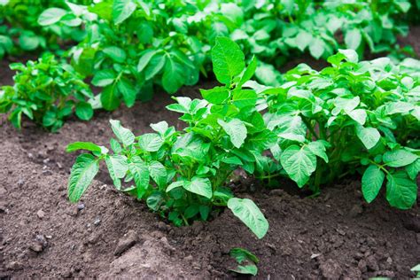 Potatoes Fertilizer: 5 Secret Formulas for Abundant Yields