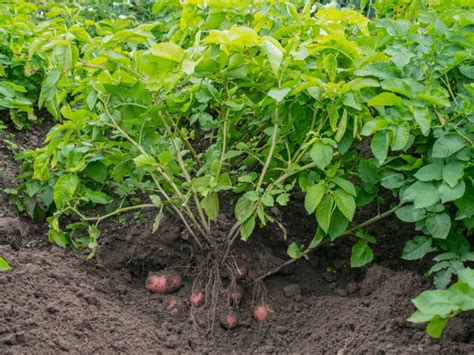 Potatoes Fertilizer: A Nutritional Nugget for Bountiful Bounty