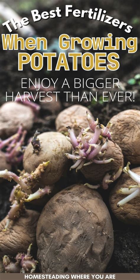 Potatoes Fertilizer: The Ultimate Guide to Boosting Your Harvest