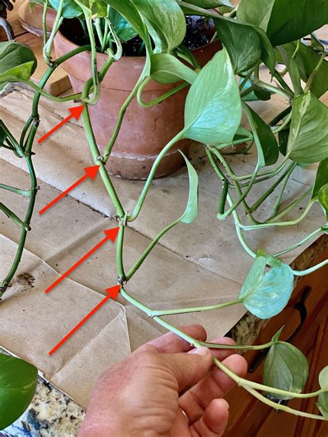 Pothos Fertilizer: 3 Simple Steps to a Thriving Plant