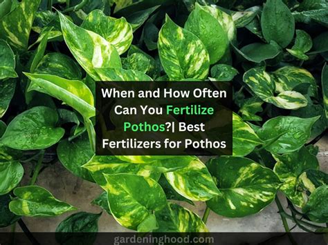 Pothos Fertilizer: The Green Elixir for Plant Vigor