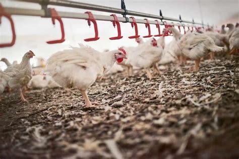 Poultry Feed Equipment: 10 Essential Tips for Optimizing Your Operation