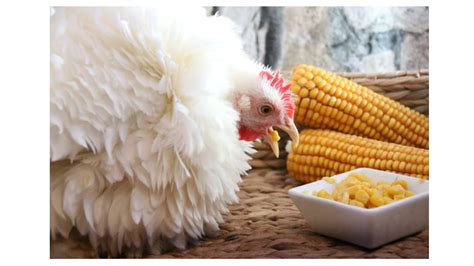 Poultry Feed Equipment: 101 Must-Haves