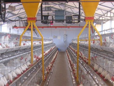 Poultry Feed Equipment: 5 Essential Tools for Maximizing Efficiency