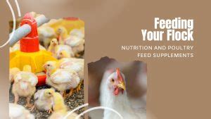 Poultry Feed Equipment: A Comprehensive Guide to Feeding Your Flock