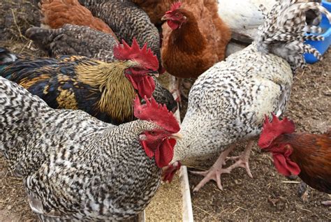 Poultry Feed Equipment: A Comprehensive Overview