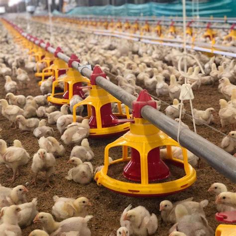 Poultry Feed Equipment: Essential Tools for Modern Farming