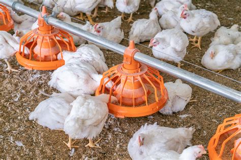 Poultry Feed Equipment: The Ultimate Guide for Maximum Poultry Production