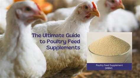 Poultry Feed Equipment: The Ultimate Guide to 2023