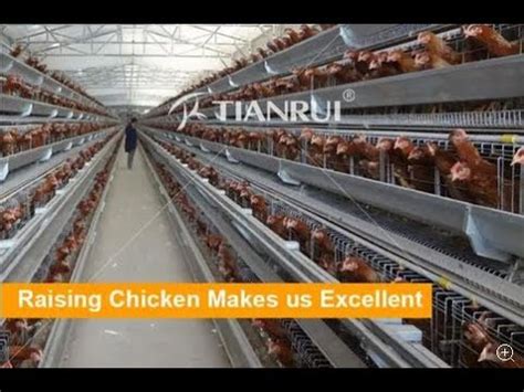 Poultry Feed Equipment: The Ultimate Guide to Maximizing Feed Efficiency