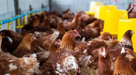 Poultry Feed Equipment: Your Ultimate Guide to Efficiency and Productivity