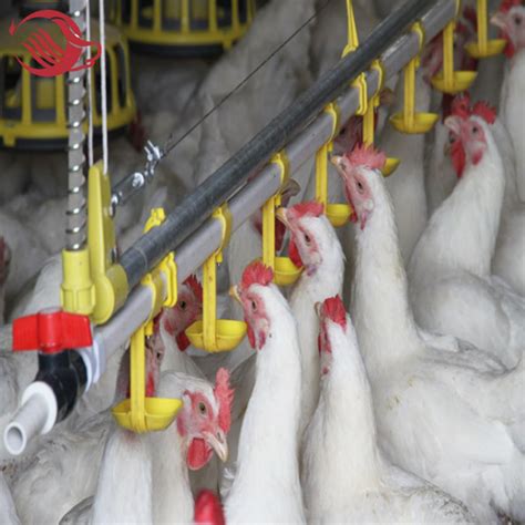 Poultry Feed Equipment for the Modern Farmer: A Comprehensive Guide