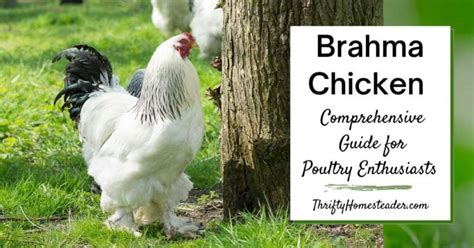 Poultry Food: A Comprehensive Guide for Poultry Enthusiasts