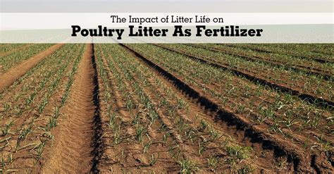 Poultry Litter Fertilizer: A Complete Guide to Enhancing Plant Growth and Soil Health