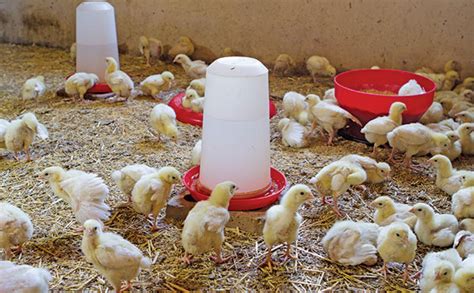 Poultry Litter Fertilizer: Your Gateway to Bountiful Harvests and Sustainable Farming