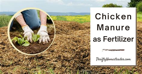 Poultry Manure Fertilizer: 10,000+ Facts You Need to Know