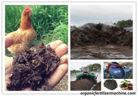 Poultry Manure Fertilizer: 5 Reasons Why Your Crops Will Love It