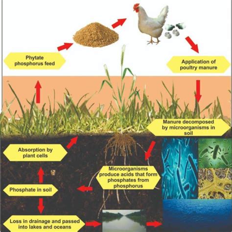 Poultry Manure Production Line: The 5-Step Process to Turn Waste into Wealth