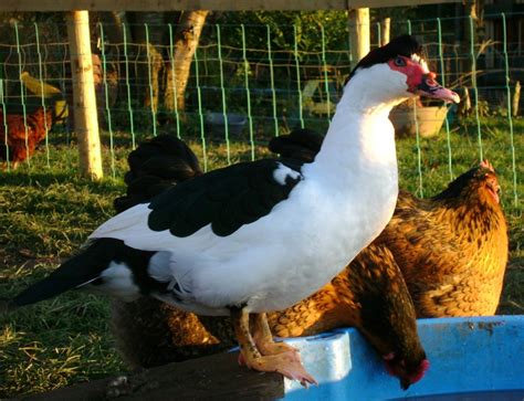 Poultry Powerhouse: A Comprehensive Guide to Chickens and Ducks