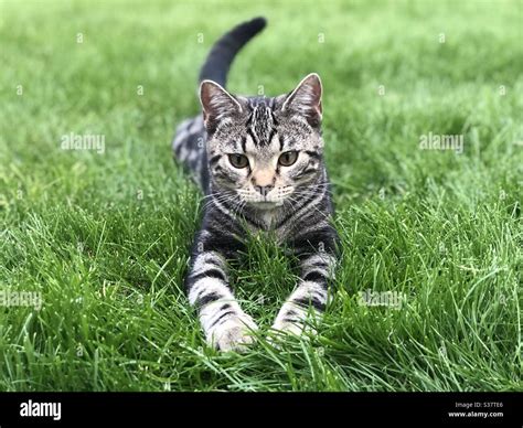 Pounce PDF