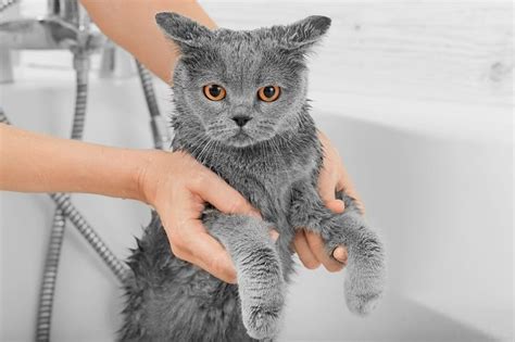 Powdered Flea Baths: A Comprehensive Guide for Cat Owners