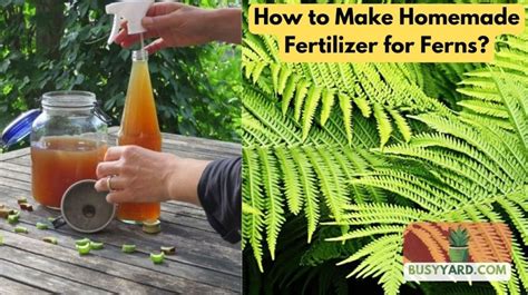 Power Up Your Ferns: Essential Fertilizer Guide for 2025