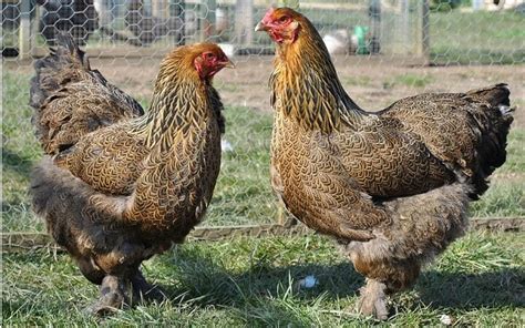 Preço da Galinha Brahma: Guia Completo e Dicas para Comprar