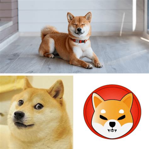 Precio de Shiba Inu Tiempo Real: ¡Descubre Su Último Valor!