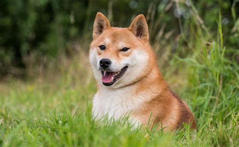 Precio del Shiba Inu Hoy: Todo lo Que Necesitas Saber