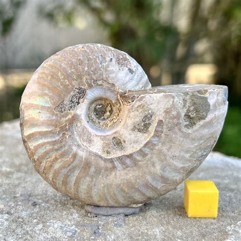 Precious Ammonite Fossils For Sale: Discover Ancient Treasures from the Depths of Time