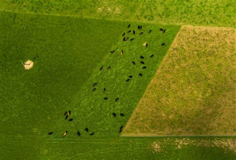 Precision Grazing: