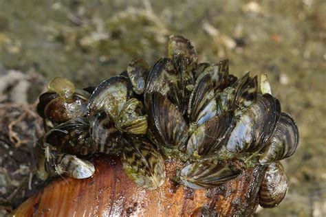 Predators of Zebra Mussels