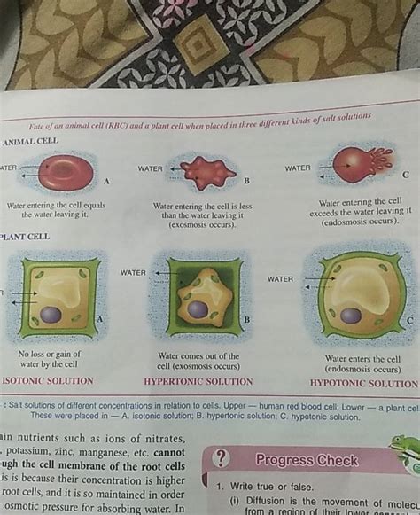 Predict What Would Happen to Typical Animal Cells Placed in…