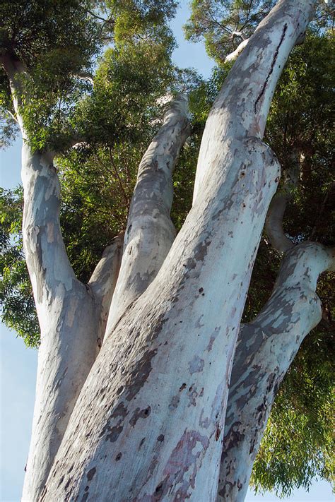 Predisaster assistance for eucalyptus trees in California Ebook PDF