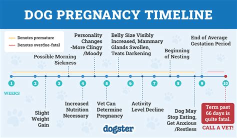 Pregnancy Chart For Dogs