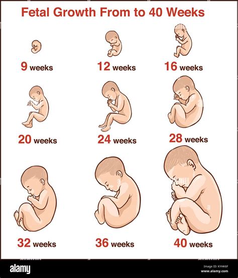 Pregnancy Growth And Development Mastery Test Answers PDF