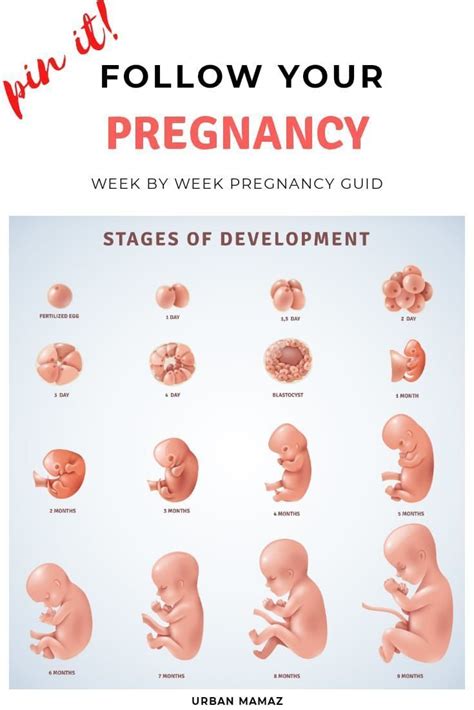 Pregnancy Week-By-Week Everything You Need to Know About Yourself and Your Developing Baby Epub