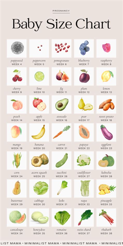 Pregnant Fruit Chart