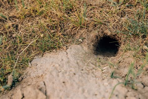 Preparing Your Burrow