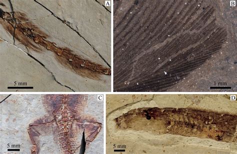 Preservation of Soft Tissues: