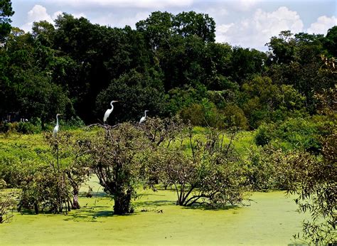 Preserve at Port Royal SC: A Haven for Nature and History