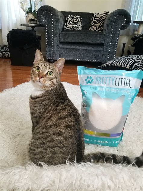 PrettyLitter Near Me: 10,000+ Locations for Your Cat's Ultimate Comfort